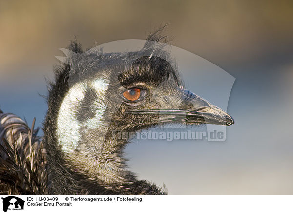 Gro�er Emu Portrait / emu portrait / HJ-03409