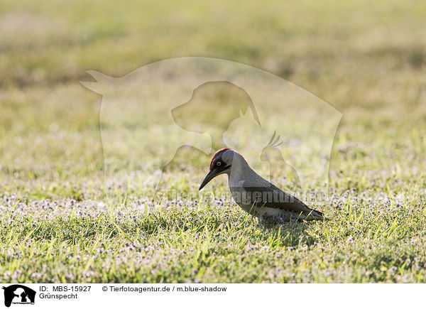Gr�nspecht / nickle / MBS-15927