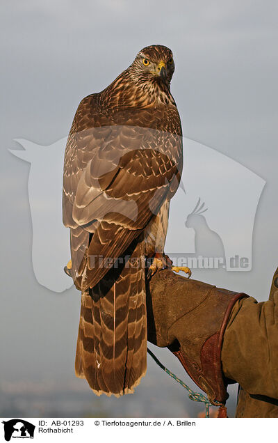 Rothabicht / northern goshawk / AB-01293