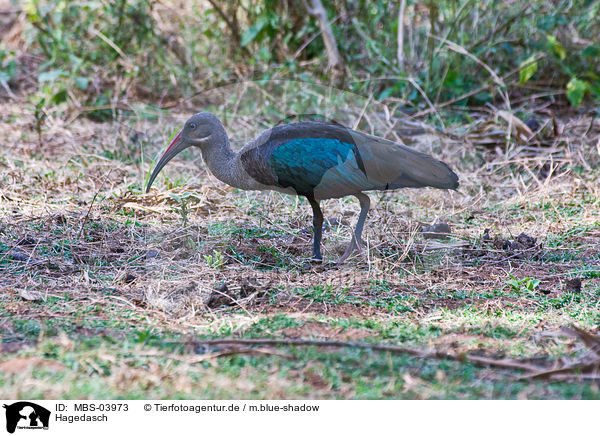 Hagedasch / Hadada ibis / MBS-03973