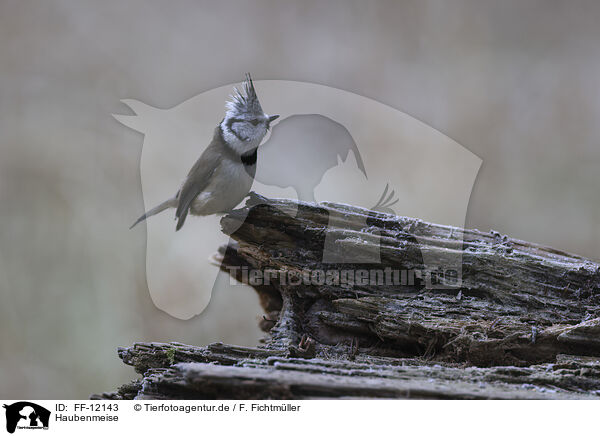 Haubenmeise / crested tit / FF-12143