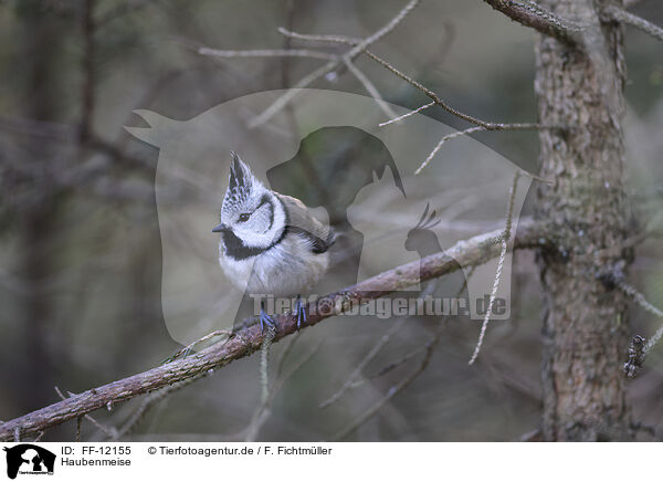 Haubenmeise / crested tit / FF-12155
