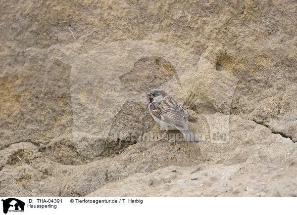 Haussperling / house sparrow / THA-04391