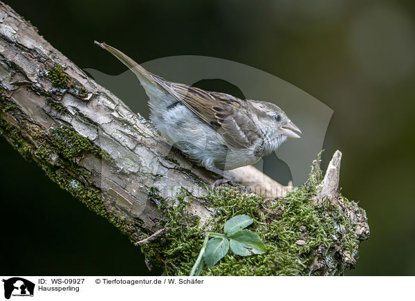 Haussperling / English house sparrow / WS-09927