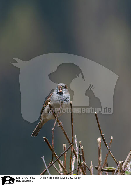 Haussperling / English house sparrow / SA-01552