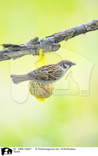Spatz / DMS-16827