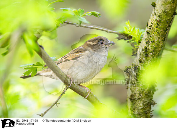Haussperling / house sparrow / DMS-17158