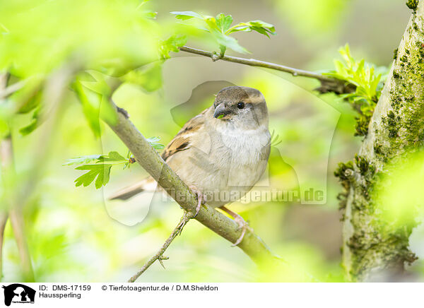 Haussperling / house sparrow / DMS-17159