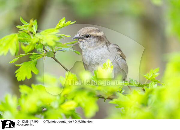 Haussperling / house sparrow / DMS-17160