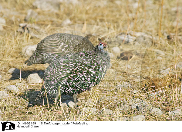Helmperlh�hner / Helmeted Guineafowls / HJ-02199