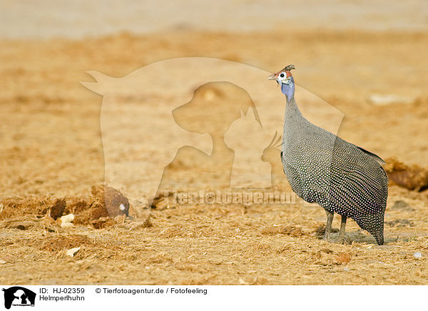 Helmperlhuhn / Helmeted guineafowl / HJ-02359