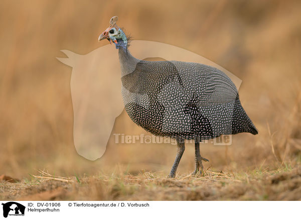 Helmperlhuhn / helmeted guineafowl / DV-01906