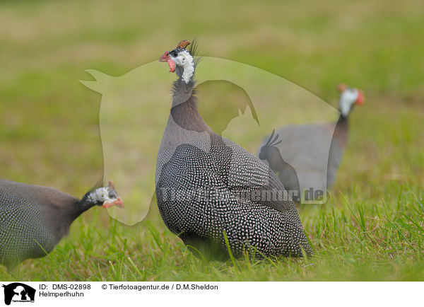 Helmperlhuhn / helmeted guineafowl / DMS-02898
