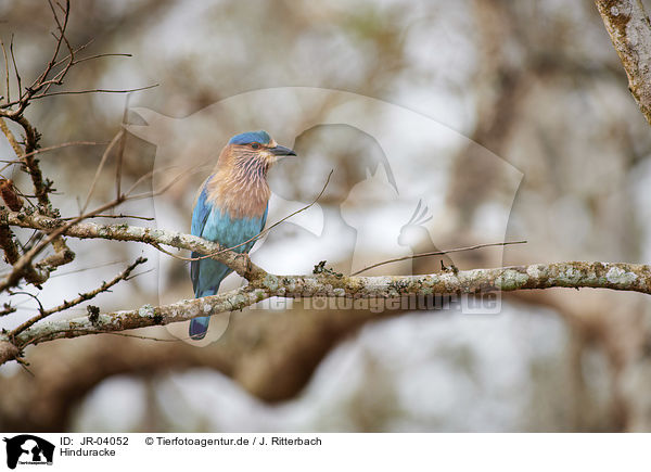 Hinduracke / Indian roller / JR-04052