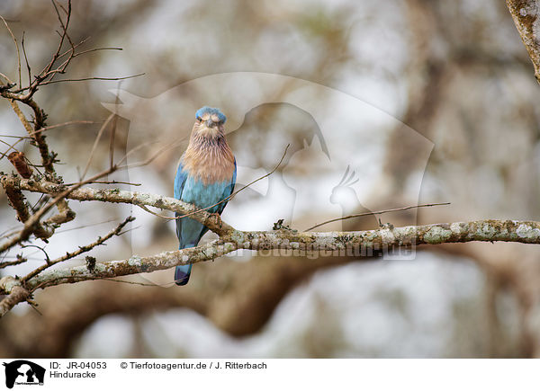 Hinduracke / Indian roller / JR-04053