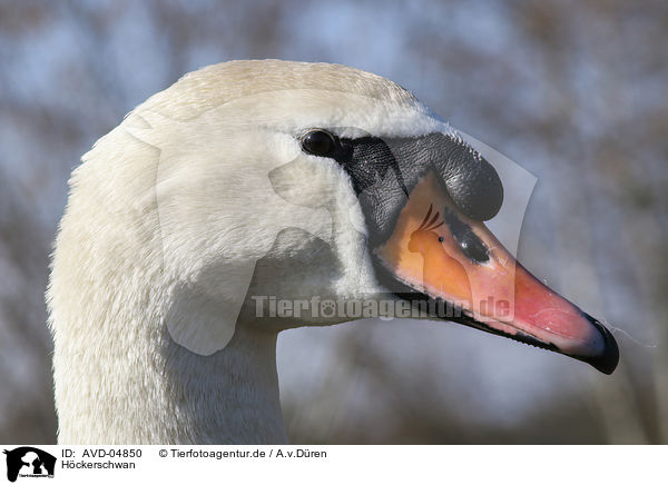 H�ckerschwan / mute swan / AVD-04850