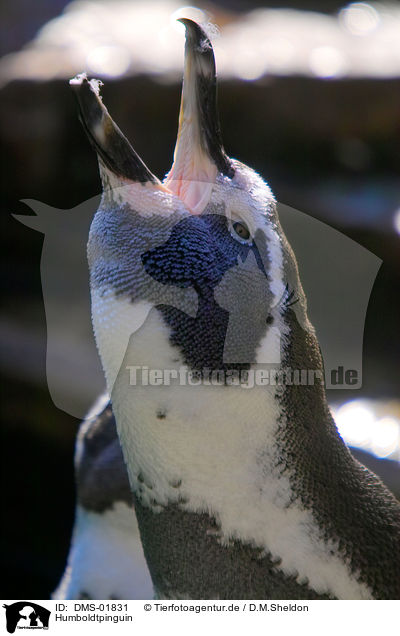 Humboldtpinguin / Humboldt penguin / DMS-01831