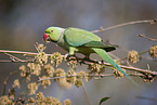 Indischer Halsbandsittich