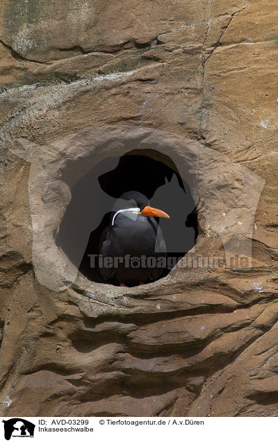 Inkaseeschwalbe / Inca tern / AVD-03299