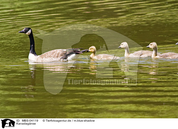 Kanadag�nse / Canada geese / MBS-04119
