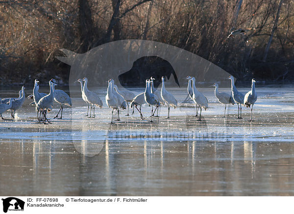 Kanadakraniche / sandhill cranes / FF-07698
