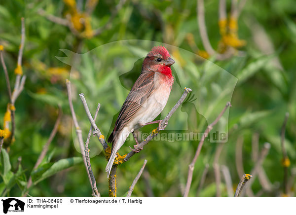 Karmingimpel / common rosefinch / THA-06490