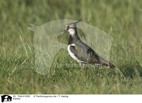 Kiebitz / lapwing / THA-01656