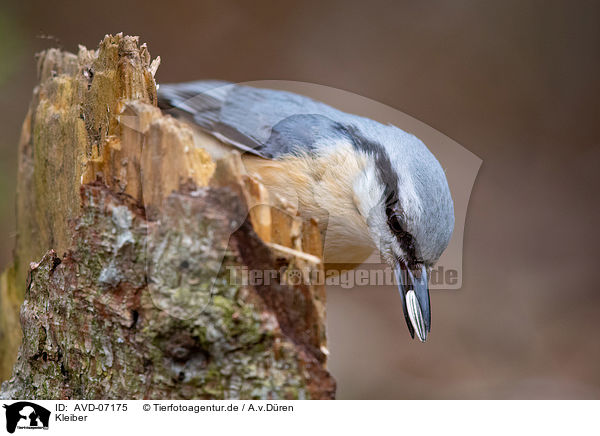 Kleiber / nuthatch / AVD-07175