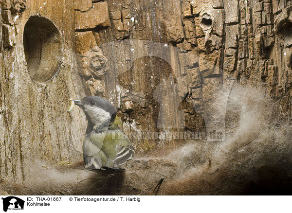 Kohlmeise / great tit / THA-01667