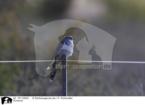 Kuckuck / common cuckoo / FF-10642