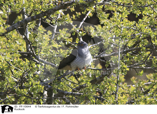 Kuckuck / common cuckoo / FF-10644