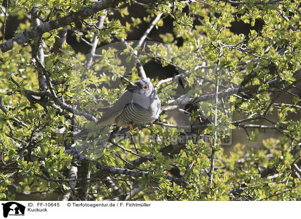 Kuckuck / common cuckoo / FF-10645