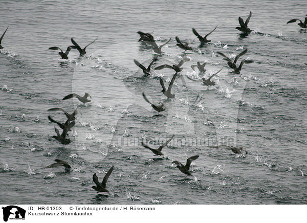 Kurzschwanz-Sturmtaucher / Short-tailed Shearwater / HB-01303