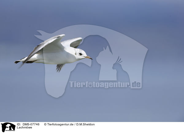 Lachm�we / common black-headed gull / DMS-07746