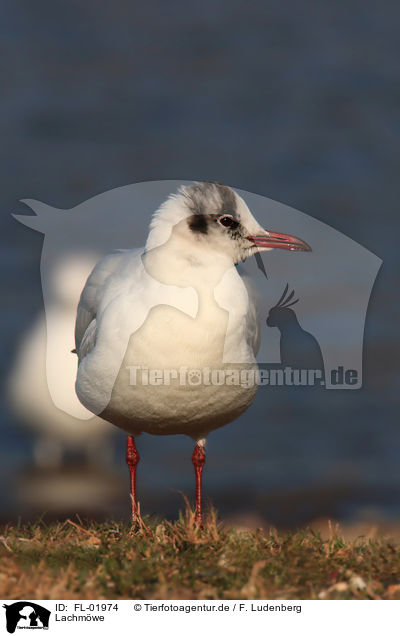 Lachm�we / black-headed gull / FL-01974