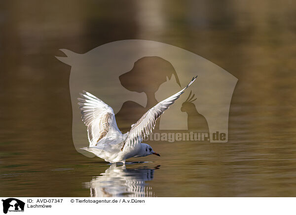 Lachm�we / black-headed gull / AVD-07347