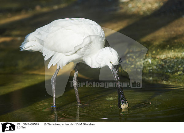 L�ffler / white spoonbill / DMS-08584