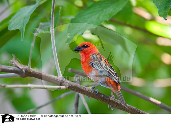 Madagaskarweber / MAZ-04696