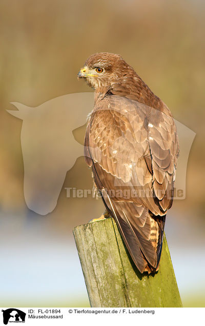 M�usebussard / common buzzard / FL-01894
