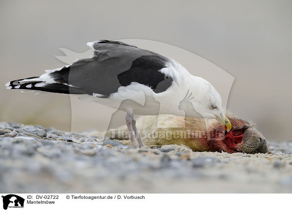 Mantelm�we / great black-backed gull / DV-02722