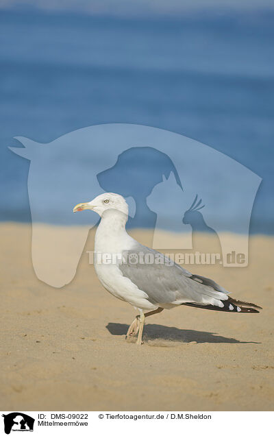 Mittelmeerm�we / yellow-legged gull / DMS-09022
