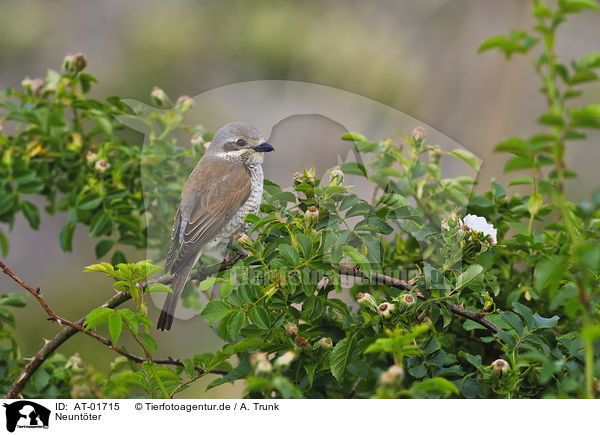 Neunt�ter / red-backed shrike / AT-01715