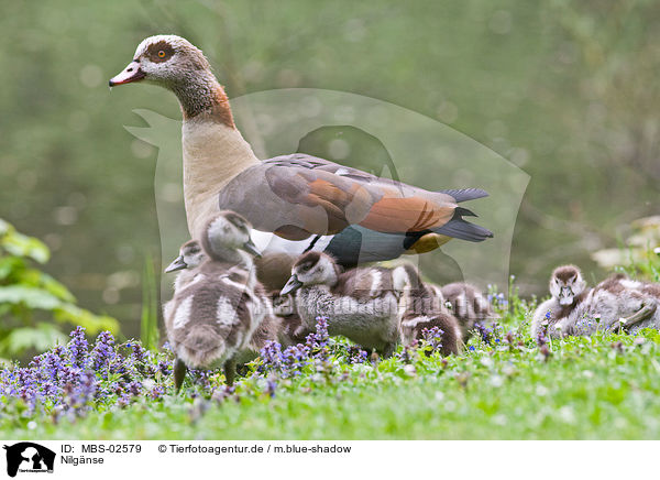 Nilg�nse / Egyptian geese / MBS-02579