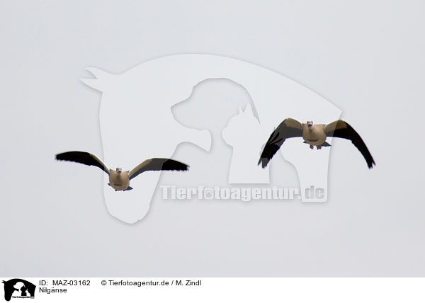 Nilg�nse / Egyptian geese / MAZ-03162