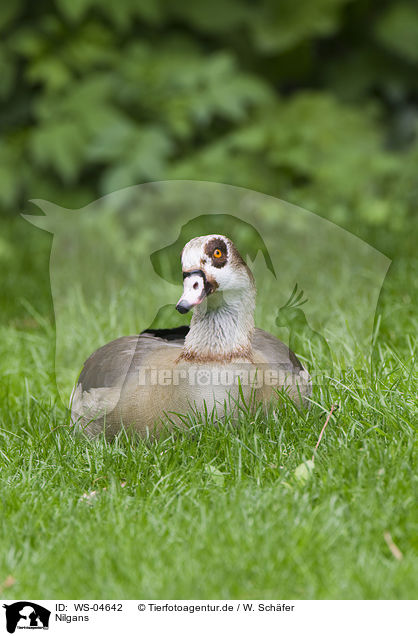 Nilgans / Egyptian goose / WS-04642