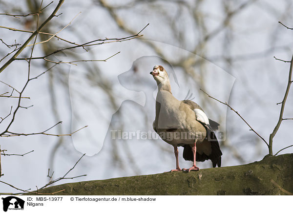 Nilgans / Egyptian goose / MBS-13977
