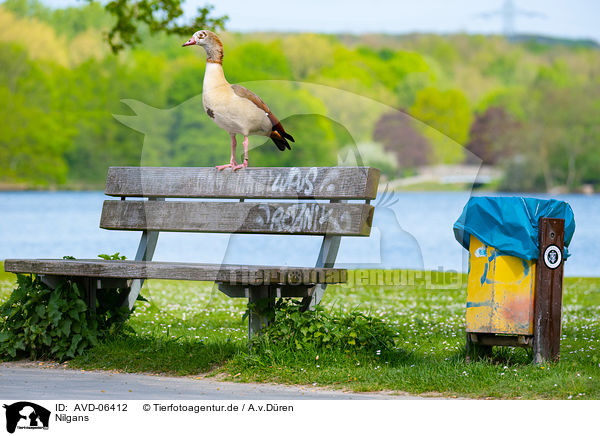 Nilgans / Egyptian goose / AVD-06412