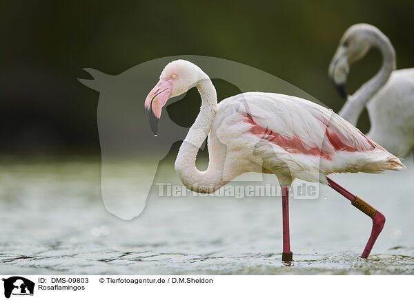 Rosaflamingos / greater flamingos / DMS-09803