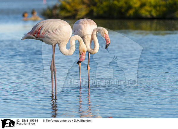 Rosaflamingo / greater flamingo / DMS-15584