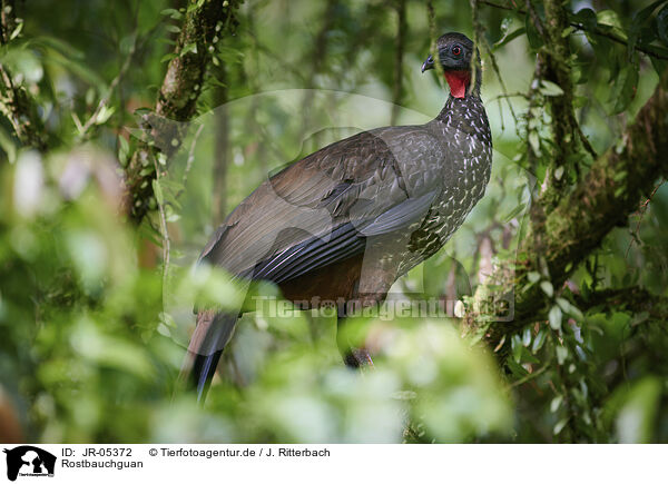 Rostbauchguan / crested guan / JR-05372